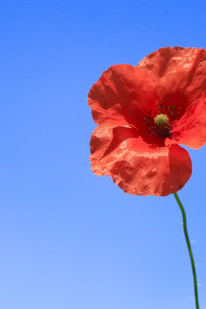 signes premières règles